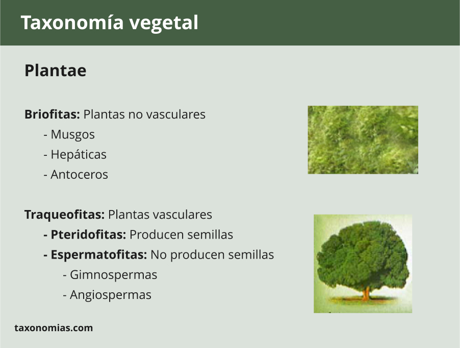 Taxonomía vegetal, clasificación de las plantas