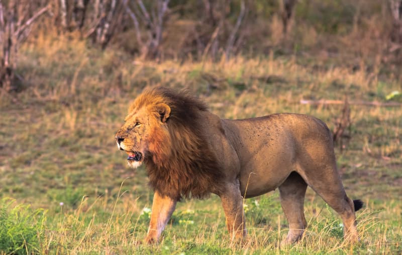 Taxonomía del león (Panthera leo)